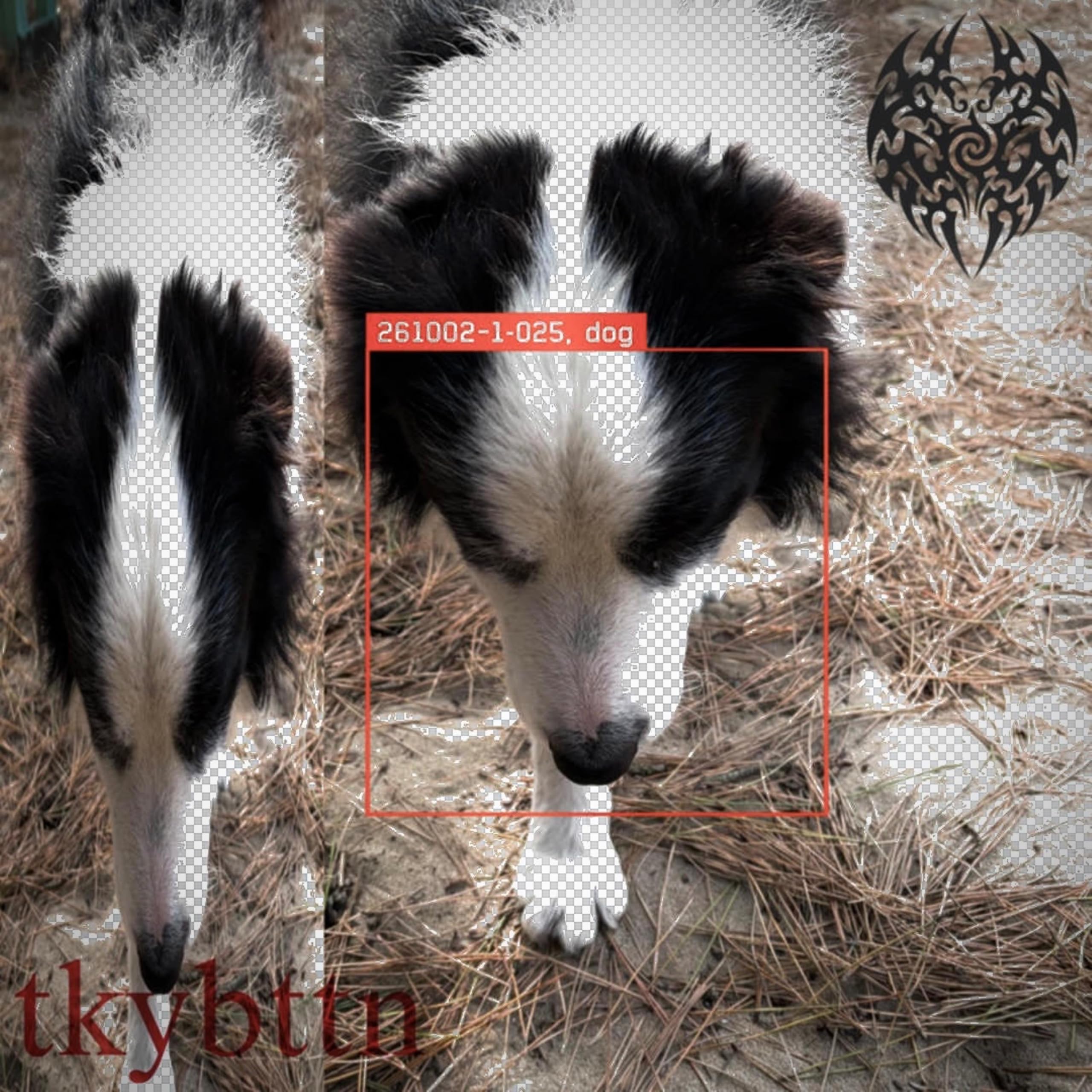 Image Cover